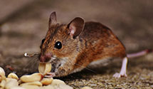 24 Hour & Emergency Exterminators in Pleasant View, CO